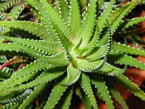 Les plantes grasses, également appelées succulentes, sont de véritables trésors pour les amateurs de jardinage. Leurs formes variées, leurs couleurs éclatantes et leur facilité d&rsquo;entretien en font les stars incontournables des jardins et des intérieurs. Plongeons ensemble dans l&rsquo;univers fascinant [&hellip;]