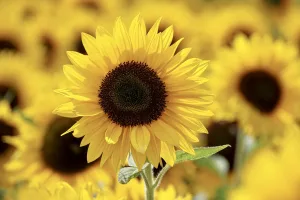 Les fleurs jaunes des champs enchantent les paysages par leur éclat et leur beauté. Partons à la découverte de leur mystérieux univers et dévoilons les secrets qui se cachent derrière ces merveilles de la nature. Dans cet article, nous allons [&hellip;]