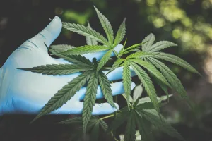 &nbsp; La fleur de CBD : une oasis de calme dans un monde agité De nos jours, il est commun de rechercher des façons naturelles pour soulager le stress et l&rsquo;anxiété. Parmi ces méthodes, la fleur de CBD a émergé [&hellip;]