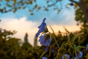 Il existe un univers fascinant, mystérieux et envoûtant dans le monde des fleurs : celui de l&rsquo;immortalité florale. La préservation de la beauté des fleurs séchées est un art qui demande passion, dévouement et connaissances pour obtenir des résultats époustouflants. [&hellip;]