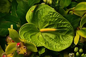 Le flamboyant Anthurium est une plante tropicale qui émerveille par ses couleurs vives et sa forme unique. Pour que cette beauté exotic épanouisse tout son potentiel dans votre intérieur, quelques secrets et astuces sont nécessaires. Alors, laissez-vous emporter par la [&hellip;]