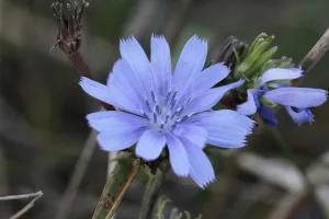 Les Fleurs de Bach sont un trésor méconnu du monde naturel, dont les pouvoirs se sont révélés au fil des années. Ces élixirs floraux, créés par le Dr. Edward Bach dans les années 1930, puisent leur force dans l&rsquo;essence même [&hellip;]