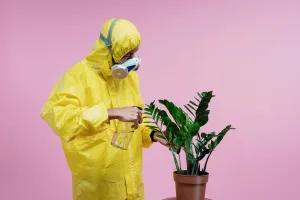 Les mini-attaquants aériens que sont les Sciarides et les mouches de terreau représentent une véritable menace pour nos plantes vertes. Ces insectes volants appartiennent à la famille des Diptères et sont souvent confondus en raison de leur petite taille et [&hellip;]