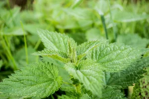 Depuis des millénaires, l&rsquo;ortie est reconnue pour ses innombrables bienfaits sur notre santé. Longtemps méconnue et même dépréciée, cette plante étonnante est pourtant un véritable trésor pour notre organisme. Aujourd&rsquo;hui, il est temps de lever le voile sur les secrets [&hellip;]