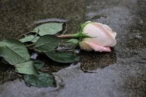 En des moments difficiles tels que la perte d&rsquo;un être cher, il est essentiel de savoir trouver les mots justes pour exprimer sa douce sympathie. Un message de condoléances est une manière délicate de soutenir la famille et les proches [&hellip;]