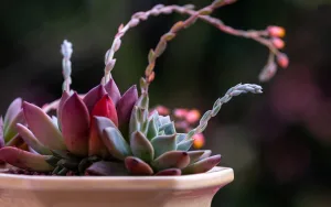 Depuis la nuit des temps, les fleurs ont toujours été un sujet de fascination pour l&rsquo;humanité, tant par leur beauté que par leurs propriétés thérapeutiques insoupçonnées. Cet article vous propose d&rsquo;explorer l&rsquo;univers mystérieux des fleurs et leur impact sur notre [&hellip;]