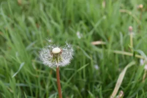 Dans notre quête incessante pour créer le bouquet parfait, il est essentiel de prendre en compte les fleurs de saison. Ces joyaux naturels ont une capacité magique à refléter et à sublimer le climat qui nous entoure. En choisissant judicieusement [&hellip;]