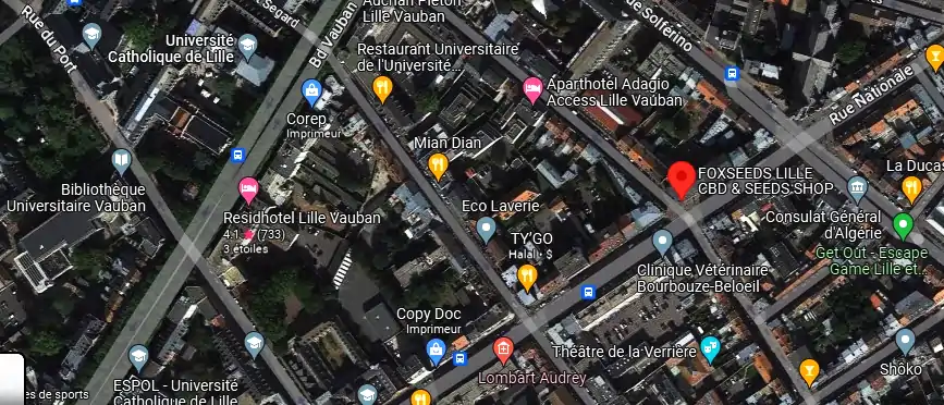 Livraison fleurs à Lille
