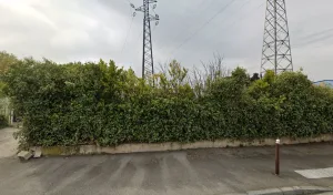 Fleurs jean Ferrari à Avignon